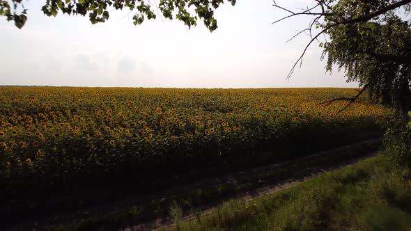 Aerial footage of flying to sunflowers field from the road under the trees