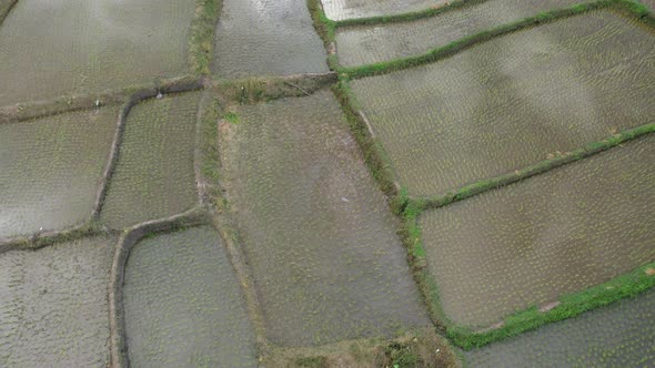 Aerial drone view of agriculture in rice on a beautiful field filled with water alt