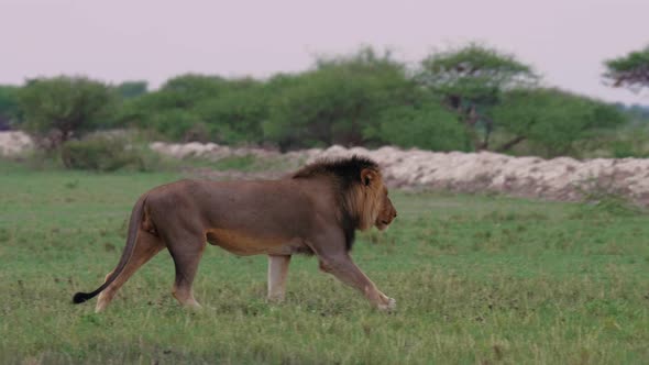 Black-maned Lion Walking On The Grassy Field In Nxai Pan In Botswana Towards The Green Bush Plant - alt
