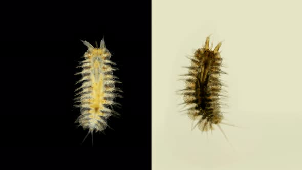 Harmothoe Sp. Under the Microscope, of the Polynoidae Family, This Genus Has Bioluminescent Species alt