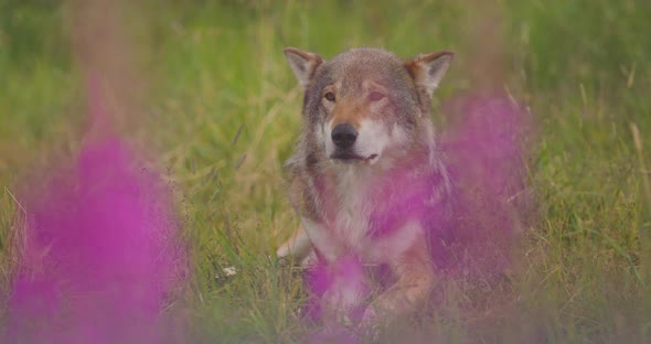 Closeup of a Large Adult Male Grey Wolf Looking for Prey in a Grass Meadow alt