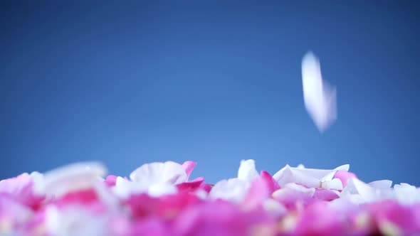 Fresh Flower Petals Falling Down