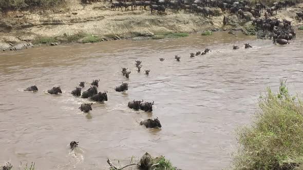 Large confusion of Wildebeest begin muddy river crossing in Kenya alt
