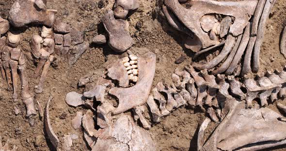 Skulls and Bones of People in the Ground Work of the Search Team at the Site of a Mass Shooting of alt