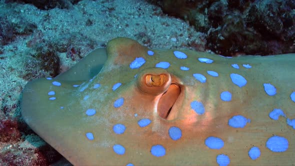 Close up of Blue spotted robbontail ray (Taeniura lymma) lying on coral reef in the Red Sea alt