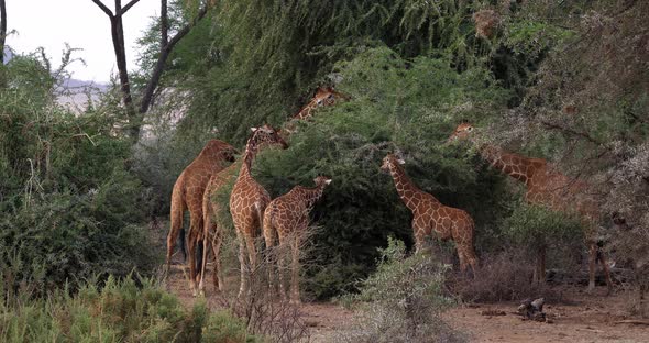 Reticulated Giraffe, giraffa camelopardalis reticulata, Group at Samburu park in Kenya, Real Time 4K alt