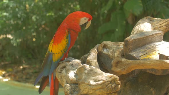 Parrot shaking its head and scratching 