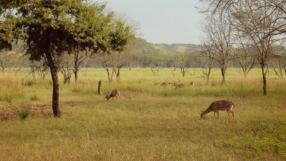 Chital or Cheetal, Also Known As Spotted Deer, Chital Deer, and Axis Deer alt