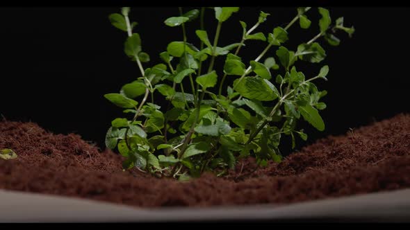 Peppermint Sprouts Through the Soil