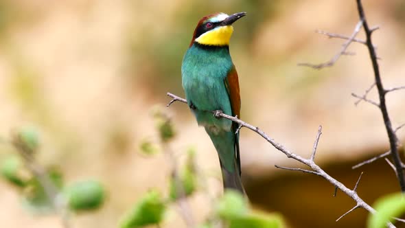 Colourful birds - European bee-eater (Merops apiaster) sitting on a stick and looks around