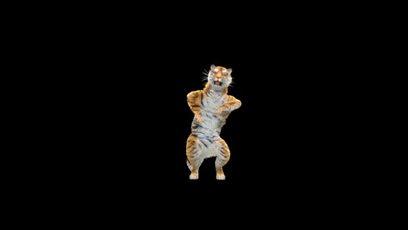 Tiger Dancing HD alt