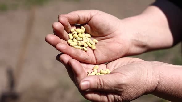 Closeup of unknown older woman's hands holding beans outdoor. seeds of beans are ready for planting.