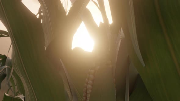Ripe Corncob At Maize Field In The Evening Sunlight