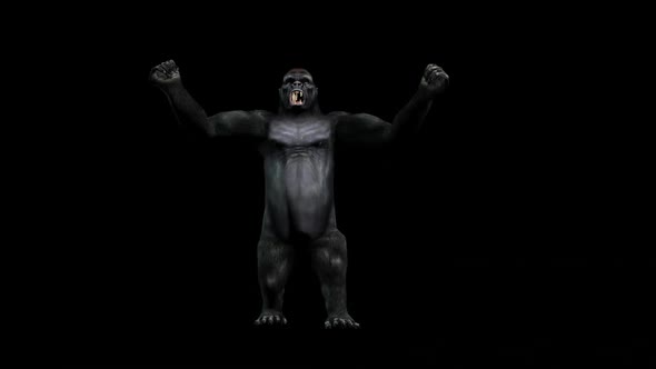 Gorilla
