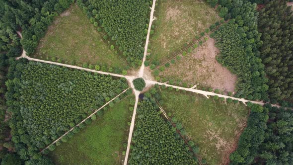 Lonely Oak Tree in the Utrechtse Heuvelrug near Amerongen, Leersum, Elst alt