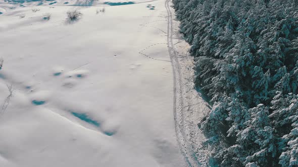 Aerial View on Winter Pine Forest and Snow Path on a Sunny Day alt