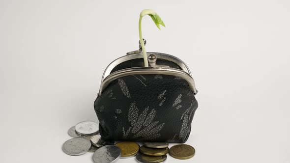 Plant Growing From Purse, Money Business Finance Growth Concept, Isolated on White
