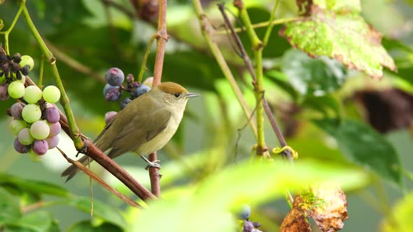 Eurasian blackcap alt
