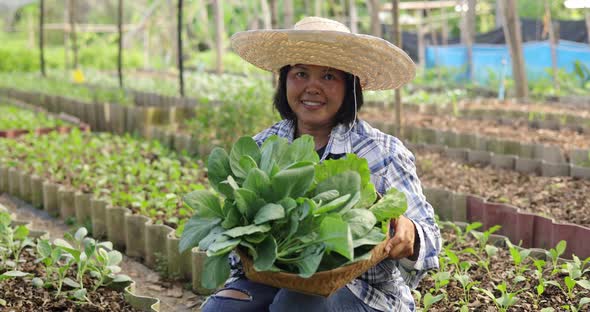 Asian woman farmer harvesting ang showing fresh raw vegetable on her local organic vegetable farm. alt