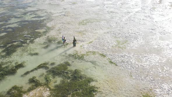 Tanzania  Women in the Coastal Zone at Low Tide in Zanzibar Slow Motion alt