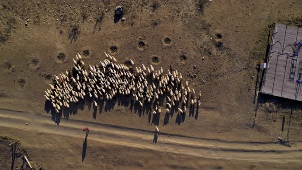 herd of sheep on the slopes of the Altai Mountains