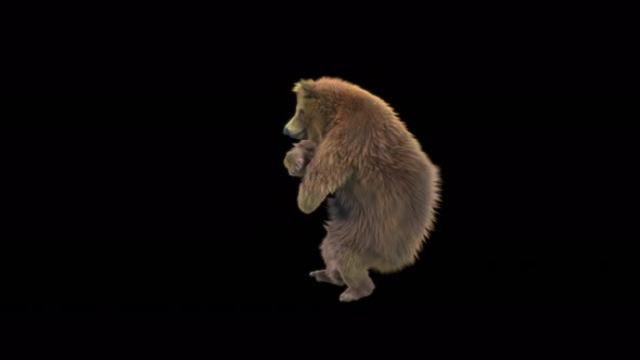 116 Bear Dancing 4K alt