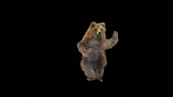 139 Bear Dancing HD alt