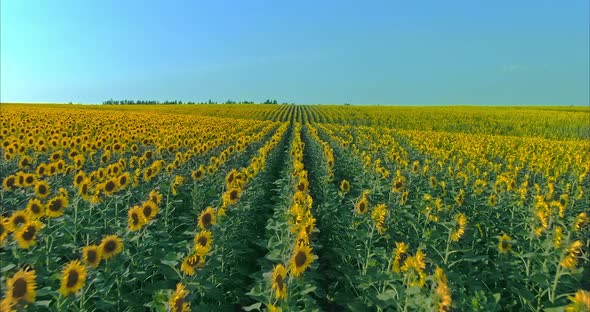 Quadrocopter Flies Over Golden Sunflowers Flowers Stand in Rows in an Endless Field