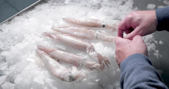 Man Arranges The Squid On The Top Of The Ice