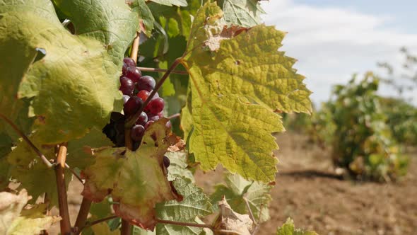 Vitis vinifera plant before harvest close-up 4K 2160p 30fps UltraHD footage - Tasty common grape vin