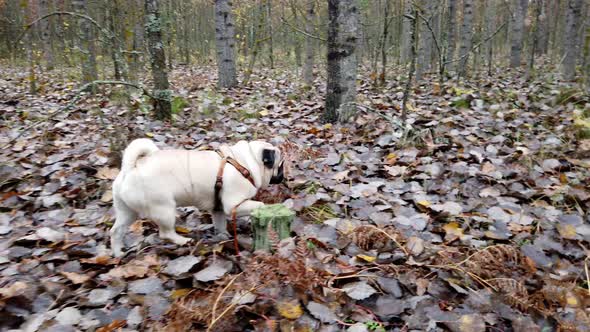 Pug walks in the Forest