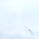 Flight of a Seagull 7 - VideoHive Item for Sale