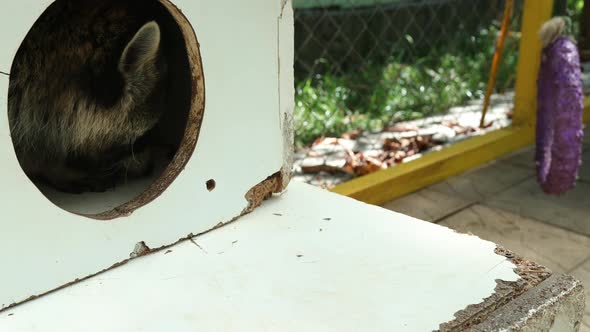 North American Raccoons alt