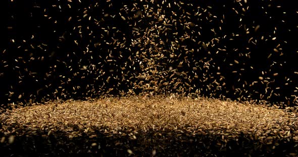 Seeds of Fennel, foeniculum vulgare Falling against black Background, slow motion 4K alt