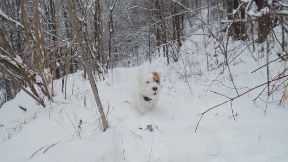 Cute Dog Jack Russell Terrier on a Winter Runnng in a Snowy Forest Park alt