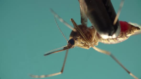 Mosquito Hold By Metal Tweezers is Moving Legs in Macro on the Blue Background alt