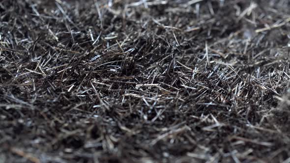 Rotation Of The Small Hairs Background alt