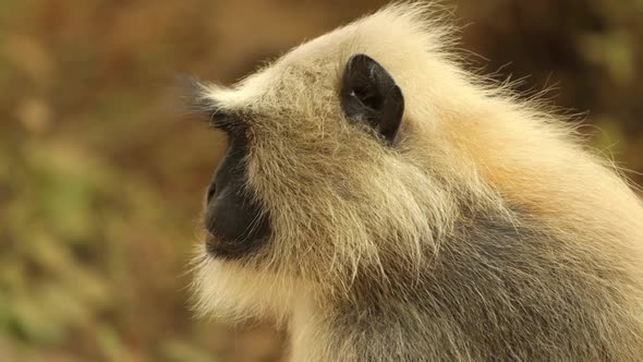 Gray Langur Semnopithecus, Also Called Hanuman Langur alt