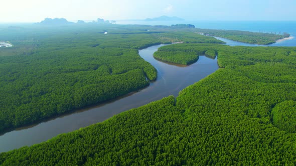 4K Aerial view of mangrove forest at khao jom pa, trang, Thailand. 4k Footage alt