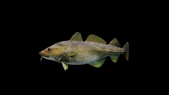 Atlantic Cod Fish View From Side alt