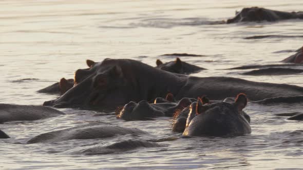 Hippos Swimming With Bodies Submerged In The Lake Water In Bostwana During Winter- Closeup Shot alt