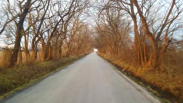 A drive down a country road with overhanging trees during the winter.  There are very few leaves on alt