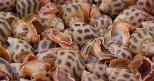 Cooked sea snail in rotation alt