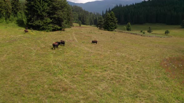 Video of a picturesque summer meadow with meekly grazing cows alt