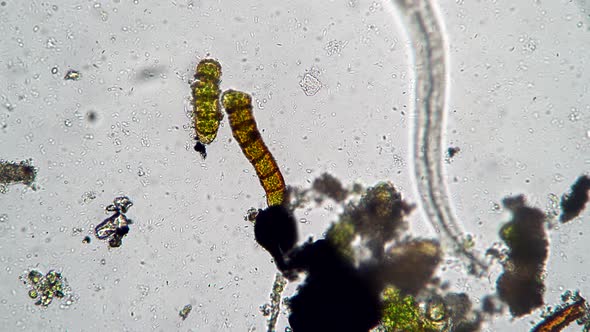 Nematode Worm Closeup Between Bacteria and Algae Looking for Food alt