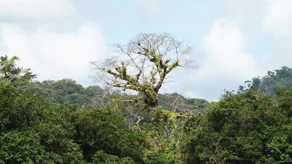 Costa Rica Rainforest Trees Scenery Seen on River Banks while Moving Along and Traveling on a Touris alt