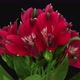 Time-lapse of opening red Peruvian lilies - VideoHive Item for Sale