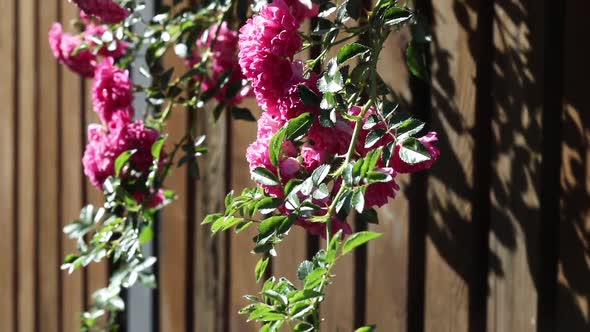 Rose flowers on the background blurry in the garden of roses. Nature. alt