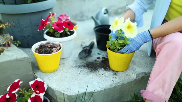 Woman Planting Petunia Surfinia Flowers Pot Gardening Concept at Home