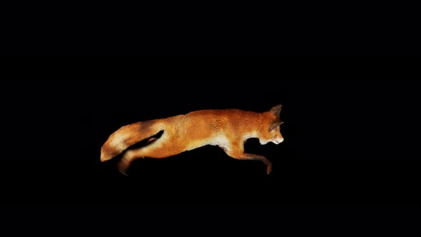 Fox run 4k alpha loop 2